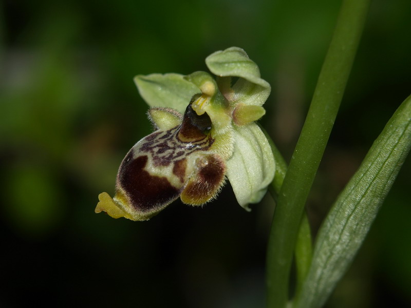 Ophrys conradiae - (2 parte)